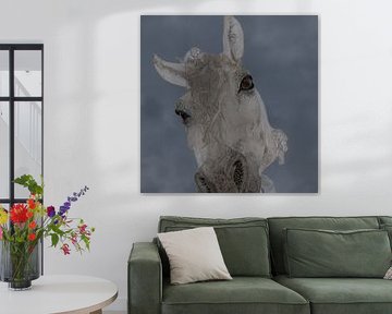 Cheval de vent 7