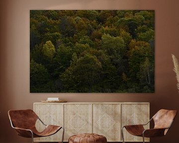 Automne dans la forêt