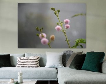 Mimosa in nevel: rust en zachtheid van Daisy Renders
