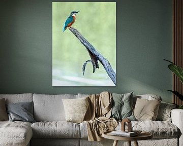 IJsvogelDe ijsvogel is een kleine, kleurrijke vogel die bekend staat om zijn felle kleuren en bliksemsnelle visjacht. Het is een iconische soort van heldere rivieren en beekjes, en komt in grote delen van Europa en Azië voor.  Onmiskenbaar blauw en oranje gekleurd. Beetje plomp gebouwd met korte staart en een grote kop en snavel. Witte keel en zijhals. Vleugels en kruin groenachtig blauw met een helderblauwe rug en stuit. Zit vaak rechtop op een laaghangende tak boven het water te loeren naar visjes. Vliegt luid roepend over het water en is dan goed te zien. Vrouwtjes hebben een oranjerode snavelbasis, bij de man is die zwart. van Kees van den Burg