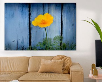 Gelbe Blume für blaue Tafeln