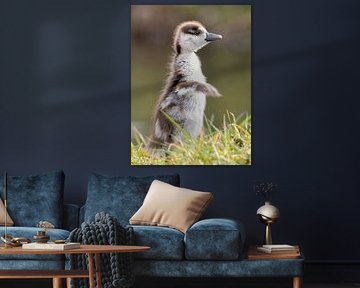 Portrait of a young Nile goose by Ron Westbroek