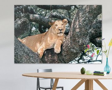 Löwin im Baum überblickt die Ebene – Serengeti, Tansania von RobinV