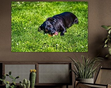Chien mignon jouant avec sa balle