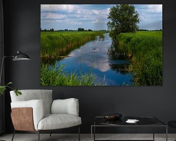 Flying Wild Duck over the Frisian Ditch by Franklin Driessen