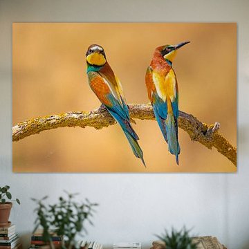 Guêpier, Merops apiaster