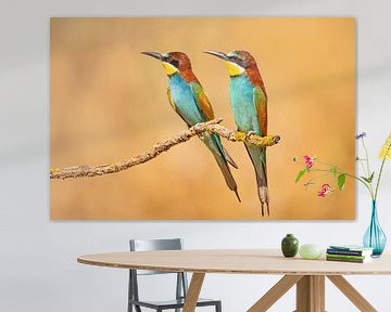 Bee-eater, Merops apiaster