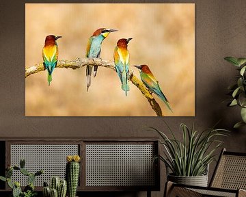 Bee-eater, Merops apiaster