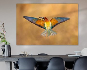 Bee-eater, Merops apiaster