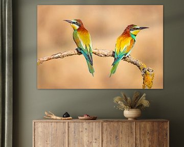 Bee-eater, Merops apiaster