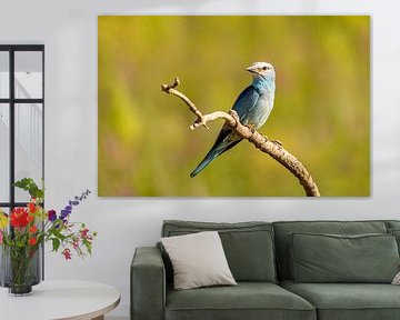 The Roller, Coracias garrulus