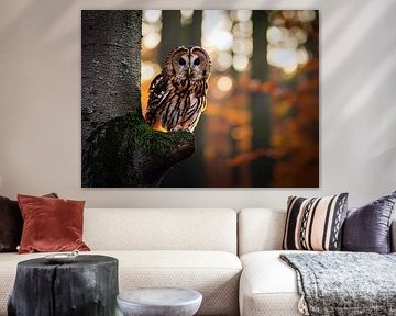 De bewaker van het bos, de bosuil - Wachter von het woud - Bewaker van het bos