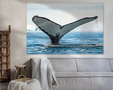 A Whale's Tail Tale sur Tijmen Hobbel