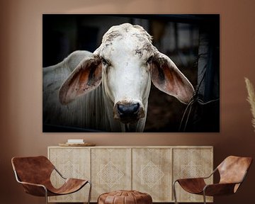 Portret van een Witte Brahman Koe van Franklin Driessen