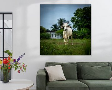 Witte Brahman Koe in Weiland van Franklin Driessen