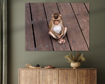 Young Macaque on Wooden Plinth by Franklin Driessen