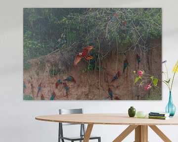 Groenvleugelsara van Franksfotoforum