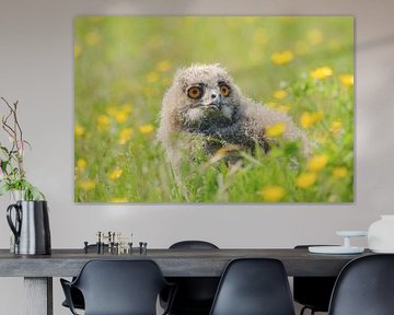 Young eagle owl
