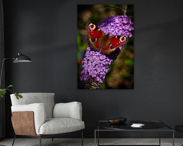 Papillon de jour paon sur arbre à papillons