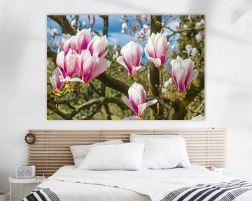 Magnolia boom in volle bloei met bloemen