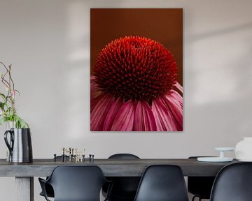 The warm heart of a Sunflower (Echinacea) by Marjolijn van den Berg