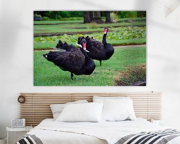 A lovely couple of black swans by Frank's Awesome Travels