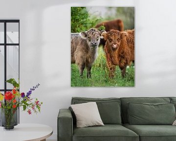 Schotse Hooglanders van Tom Zwerver