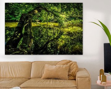 Nature verte Reflet dans le lac