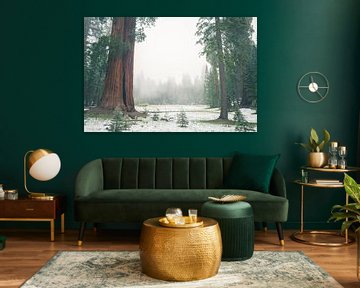 "Ed by Ned" tree, Sequoia National Park by Jasper van der Meij