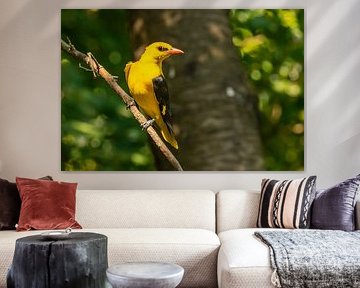 the oriole, Oriolus oriolus