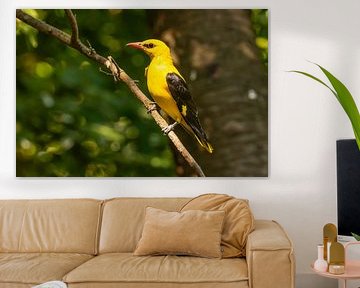 the oriole, Oriolus oriolus