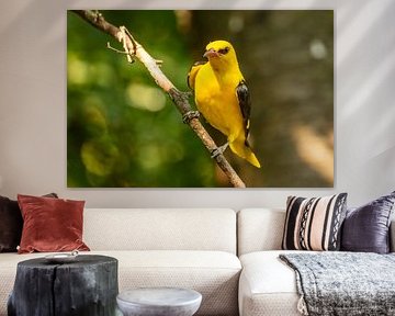 the oriole, Oriolus oriolus