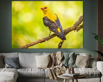 the oriole, Oriolus oriolus