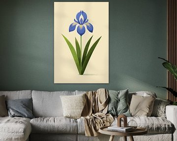 Croatian Iris, botanical illustration in minimalist style by Eduard Broekhuijsen