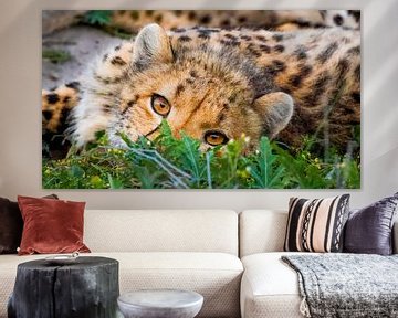 Gepard in Botswana von Kees van den Burg