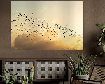 Starling dance at sunset in the Biesbosch