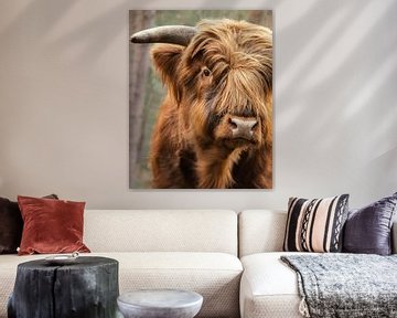 Nieuwsgierige Schotse hooglander op de Veluwe van Marcel van Oene