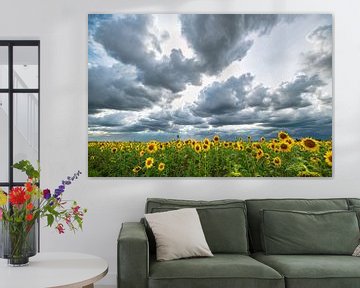 Nuages menaçants au-dessus d'un champ de tournesols sur Menno van der Haven