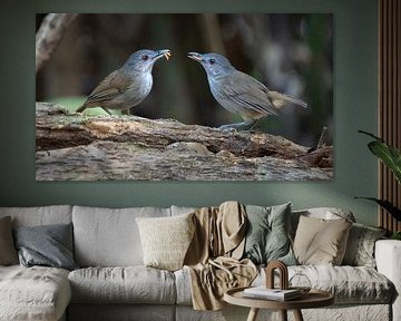 Two Horsfields muistimalia by Anges van der Logt