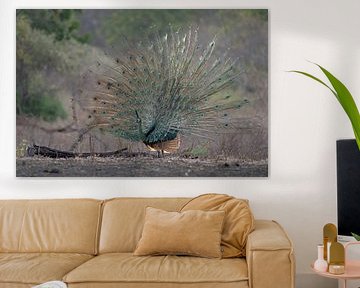 A Green Peacock boasts with its tail feathers by Anges van der Logt