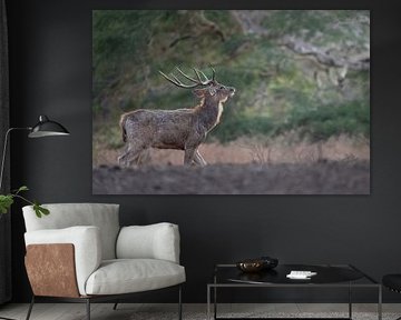 A Timor deer explores the area by Anges van der Logt