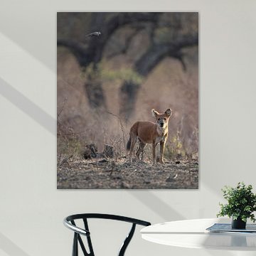 Ein asiatischer Wildhund auf der Hut