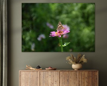 Thistle butterfly on Zinnia by Ingrid de Vos - Boom