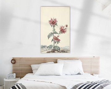 A Red Bergamot in a Landscape -