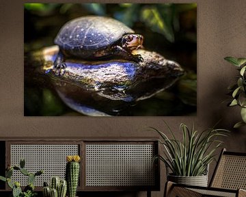 "Hello" said turtle