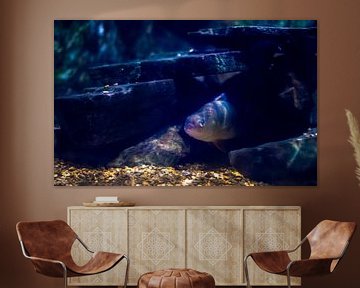 Fish underwater