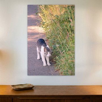 Chat curieux lors d'une promenade estivale