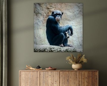 Nadenkende chimpansee op een rots van Alexander Baumann