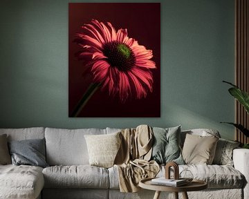 Eine Echinacea (Sonnenblume) mit ihrer Blüte im Licht von Marjolijn van den Berg