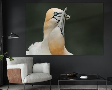 Gannets in love by Nature Laurie Fotografie
